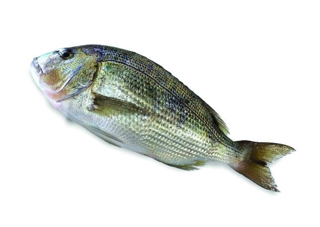 Svježi očišćeni jadranski zubatac kg