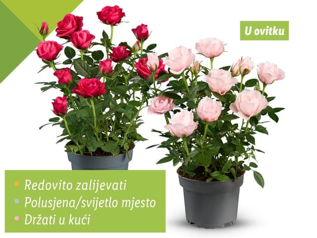 Ruža lončanica