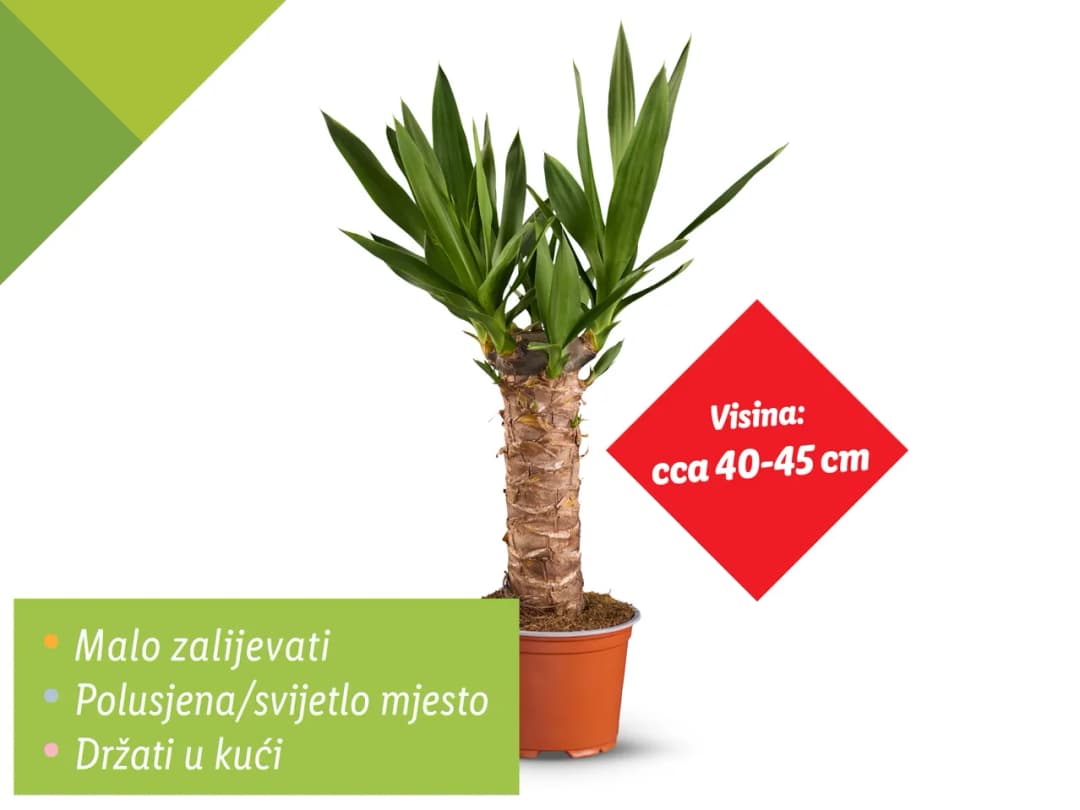 Juka (yucca) palma