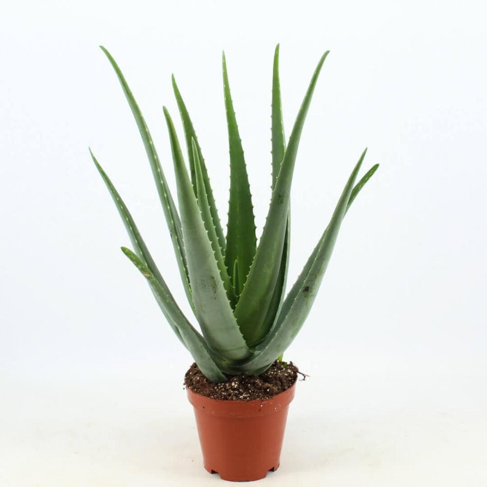 Aloe/ečeverija mix