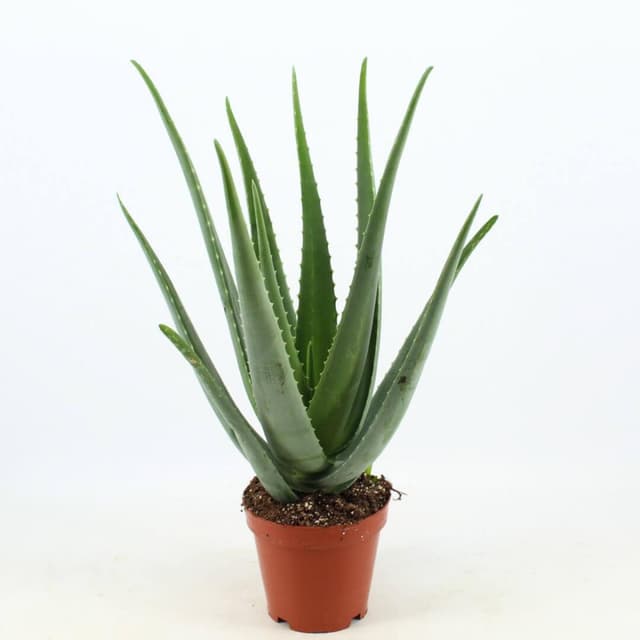 Aloe/ečeverija mix
