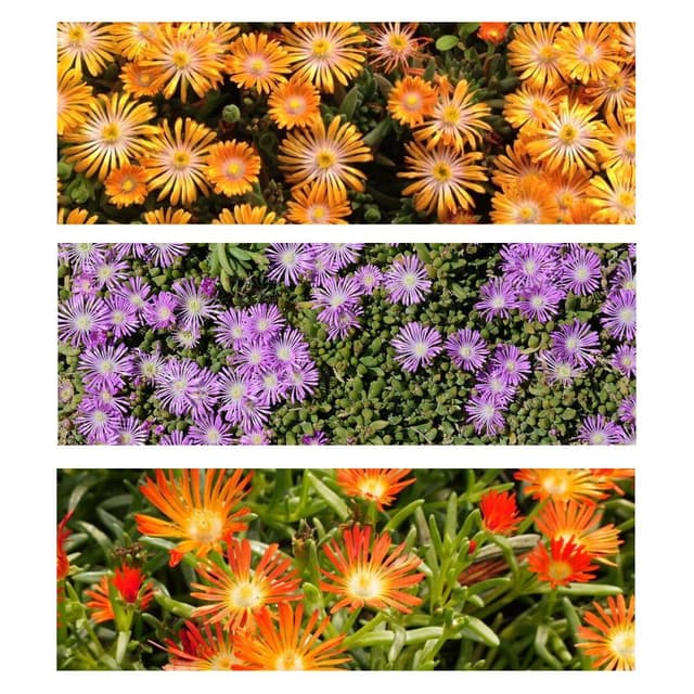 Delosperma 'colo-urs' T12