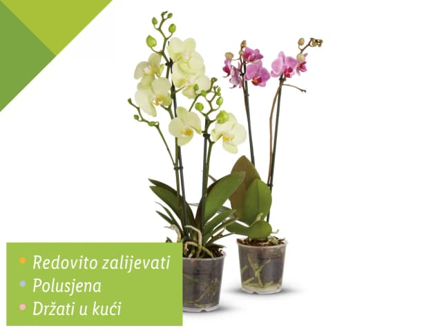 Orhideja phalaenopsis
