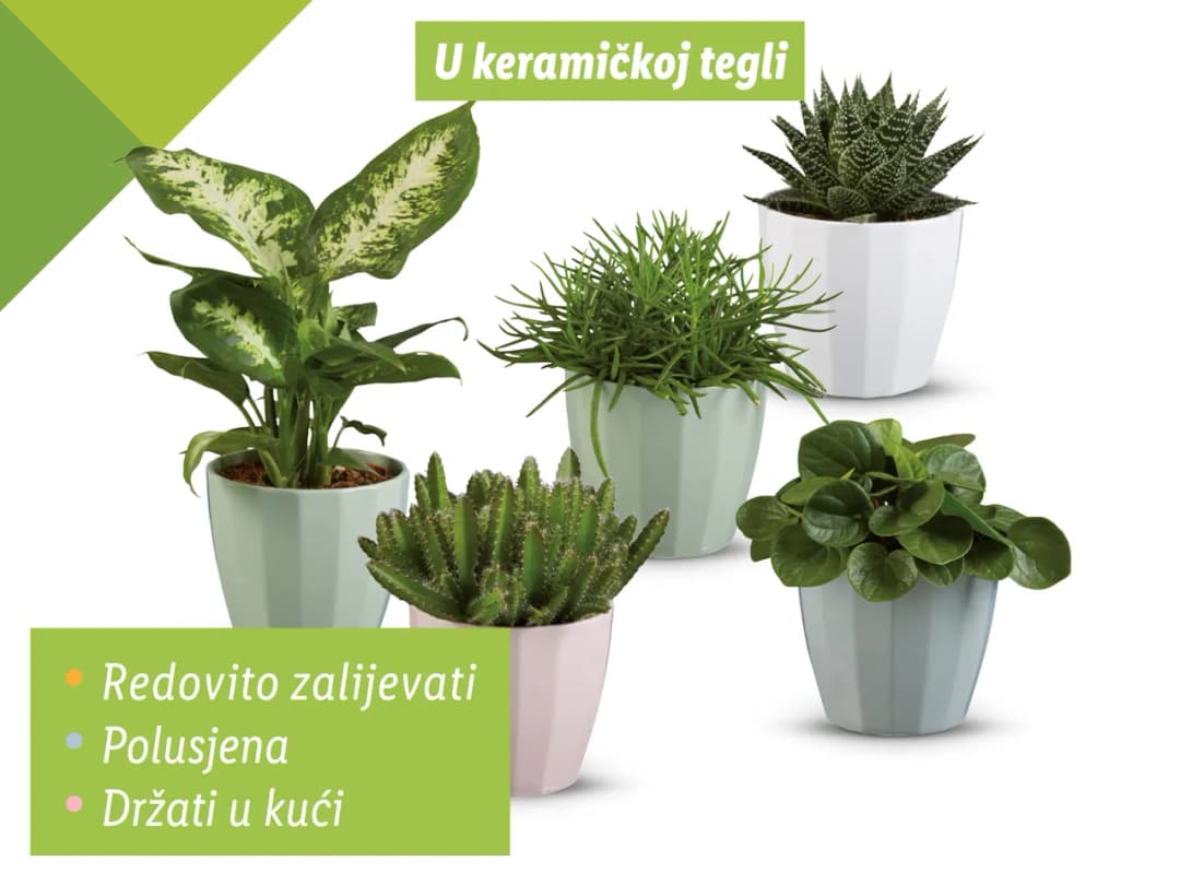 Zeleni mix