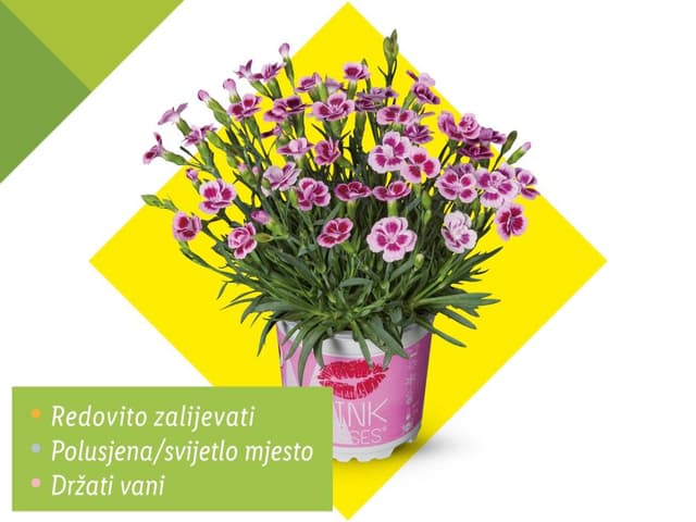 Karanfil dianthus 'pink kisses'