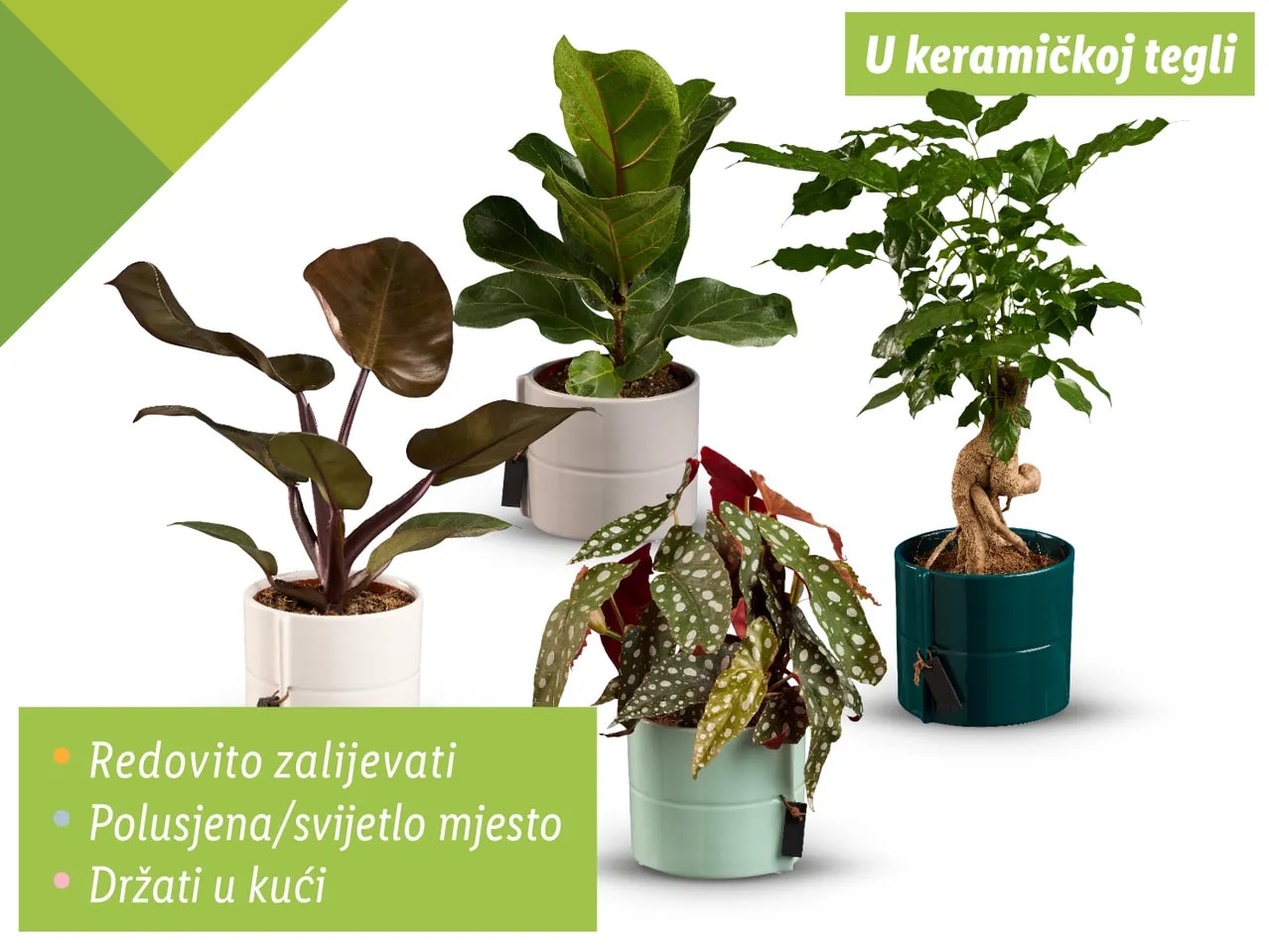 Zeleni mix