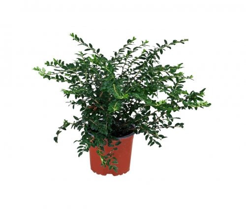 Lonicera komad