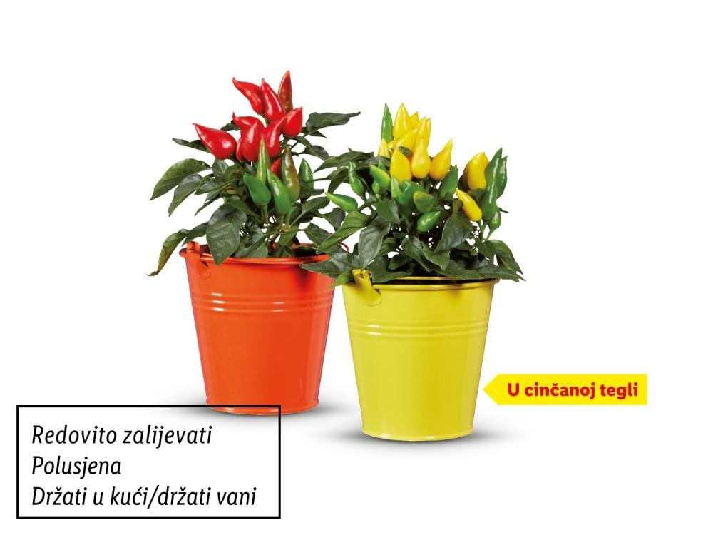 Ukrasna paprika Komad