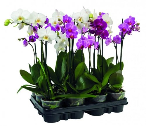 Orhideja phaleonopsis 2 grane