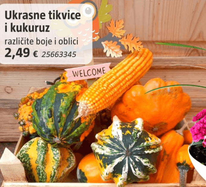 Ukrasne tikvice i kukuruz