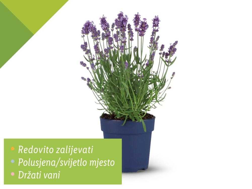 Lavanda angustifolia