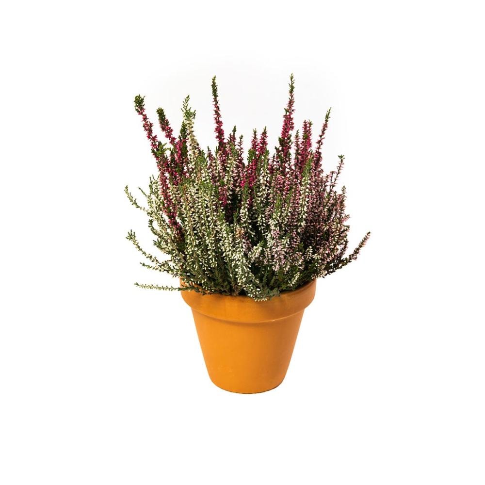 Vrijesak u tegli promjera 9 cm, komad
