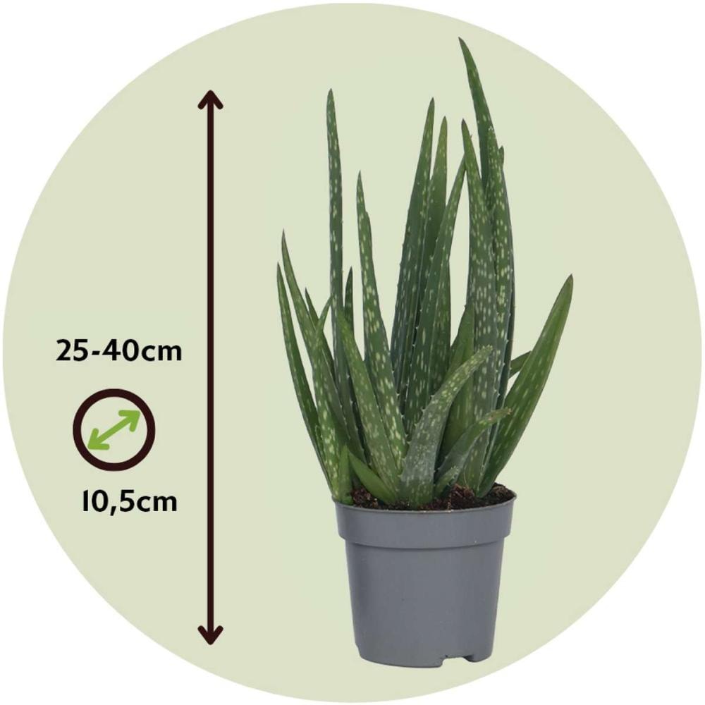 Aloe vera Ø11, 25 cm