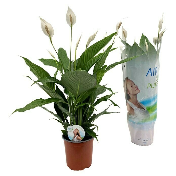 Cvijet spathiphyllum bellini Ø 17cm