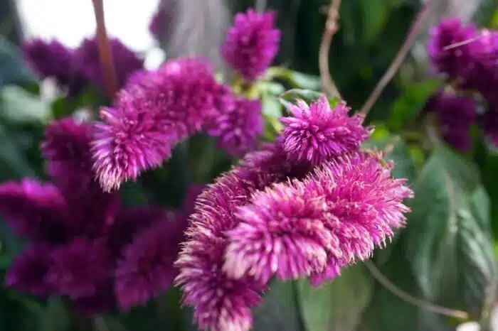 Pijetlova krijesta purple 1 kom