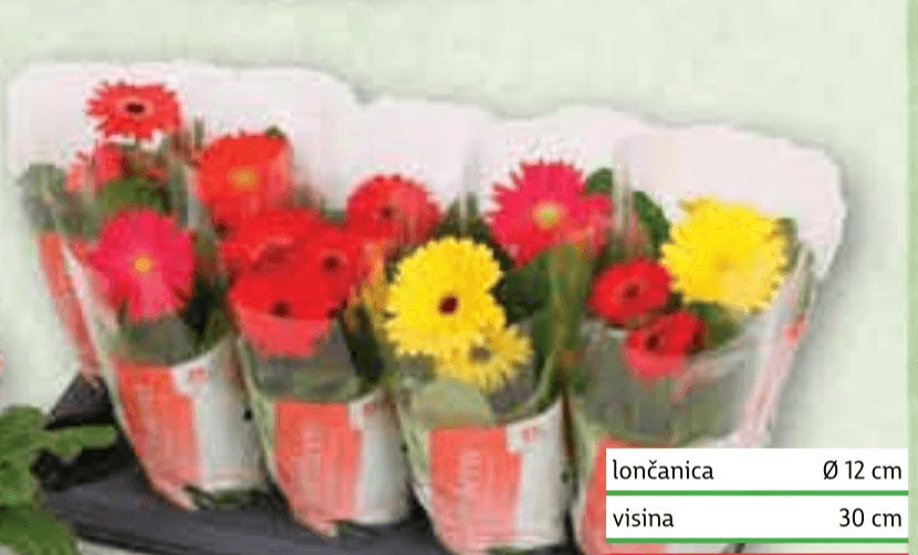 Gerbera mix Ø 12 cm, visina 30 cm