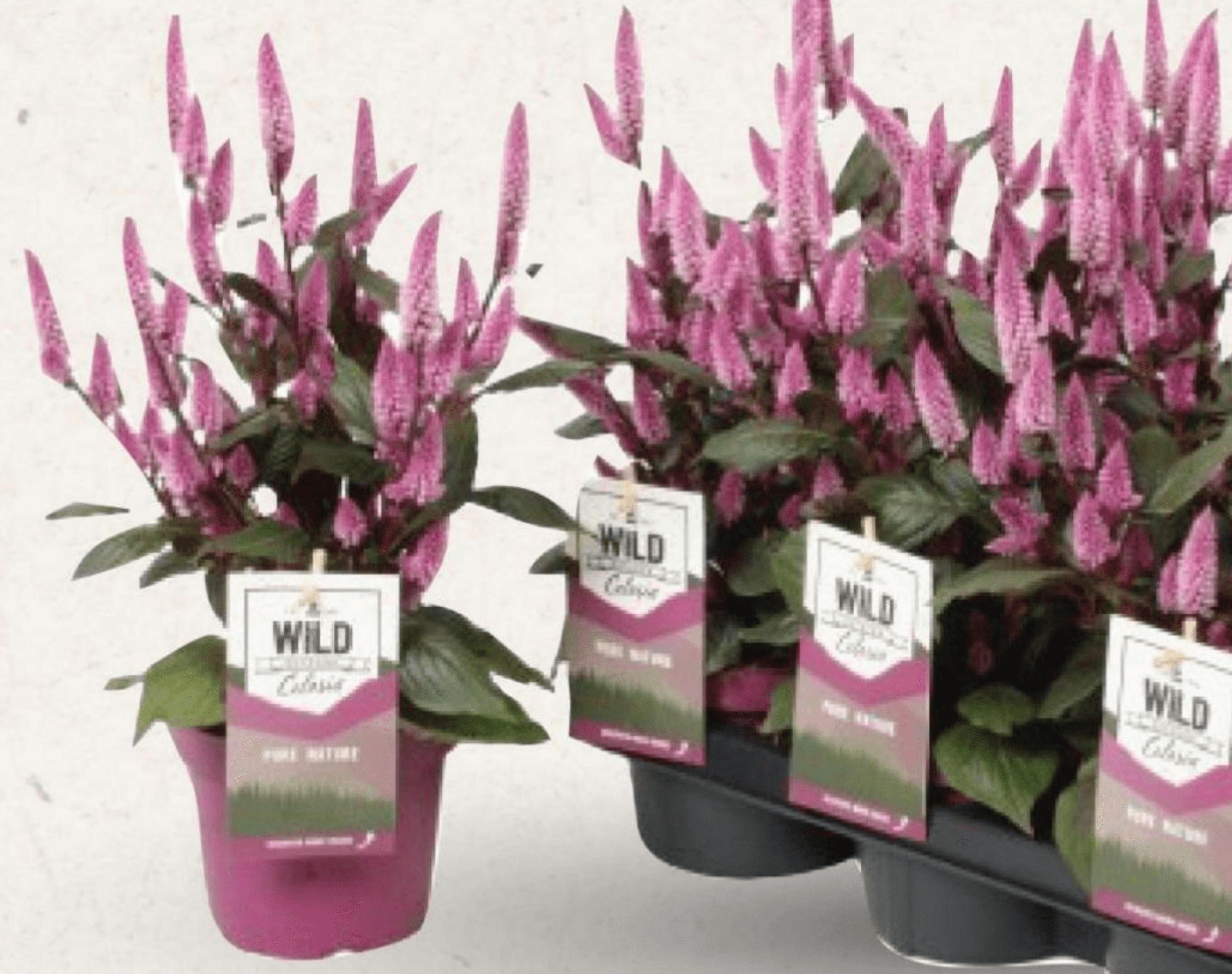 Pijetlova krijesta pink