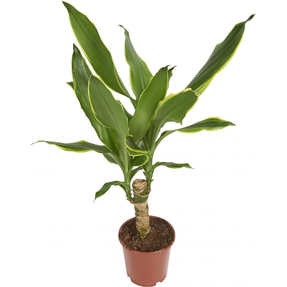 Lončanica dracaena Ø11, 45 cm