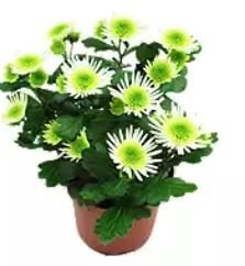 Krizantema splash meadow u tegli promjera 12 cm, komad