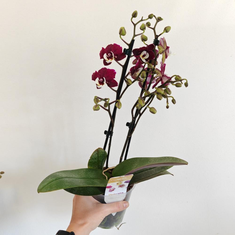 Orhideja 'phalaenopsis' 1 stabljika