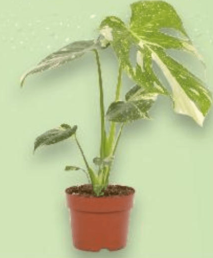 Monstera komad