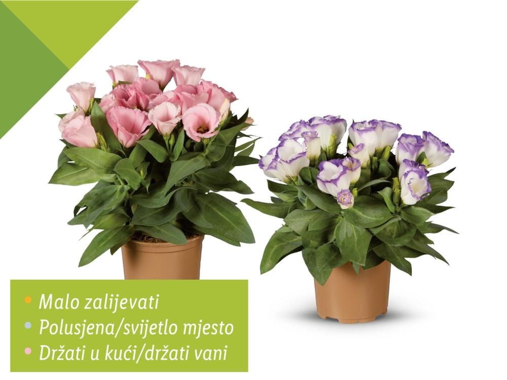Eustoma