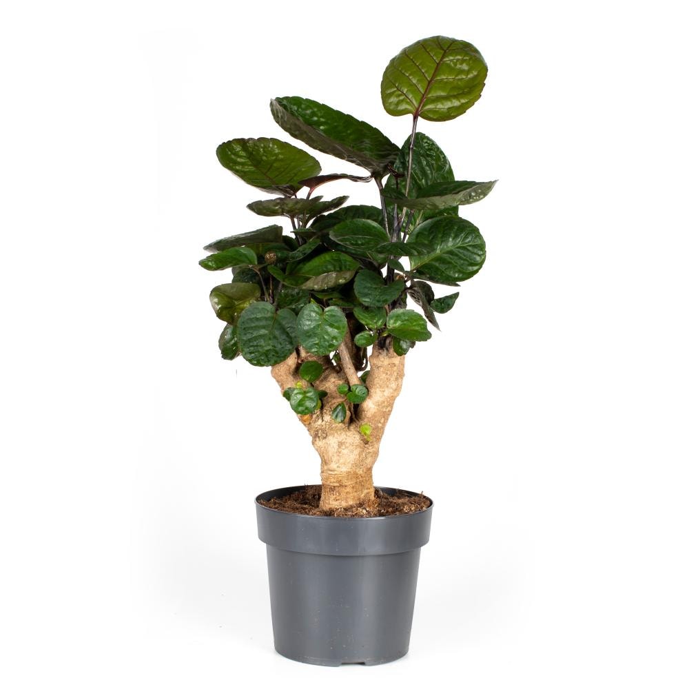 Polyscias