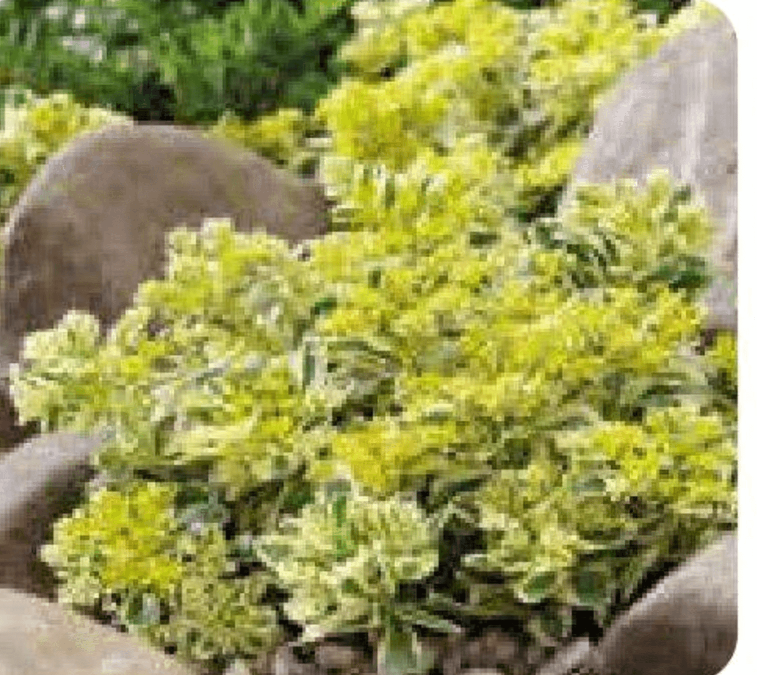 Žednjak