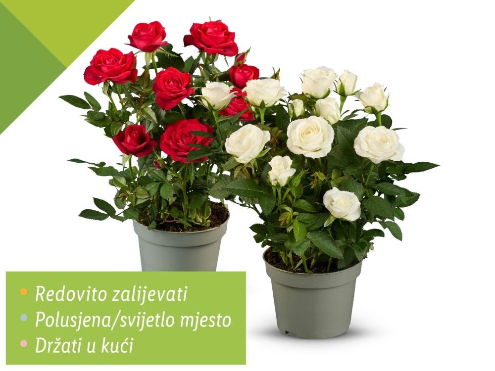 Ruža lončanica