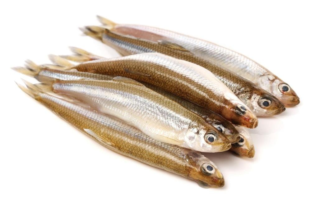 Svježi gavun 1kg