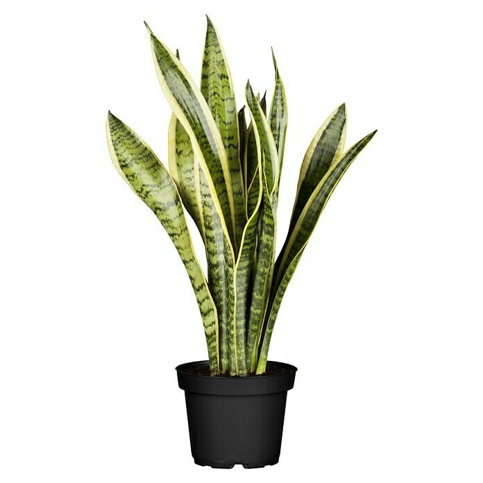 Sensevieria