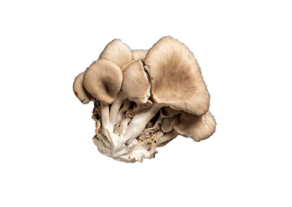 Bukovača 500 g