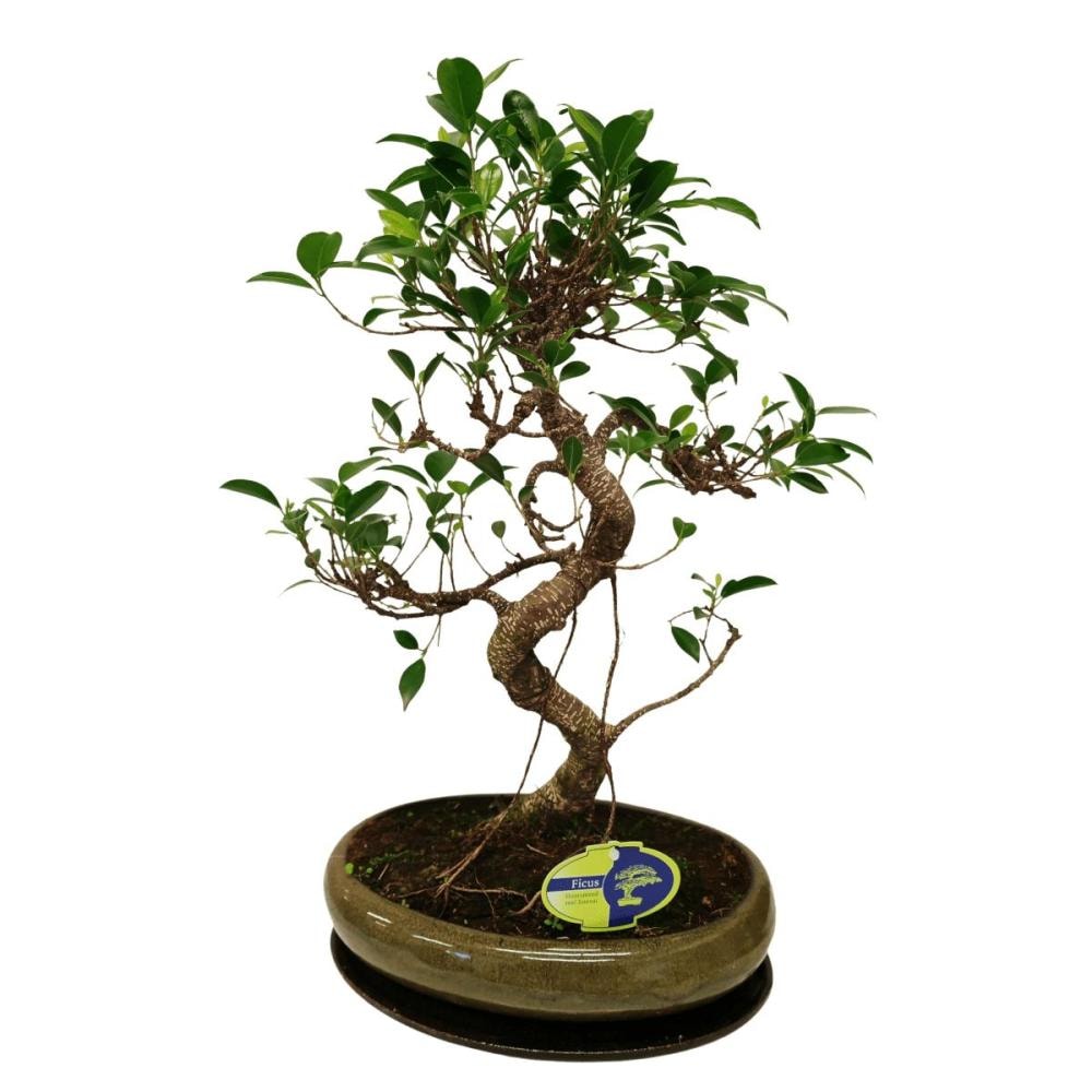 Bonsai