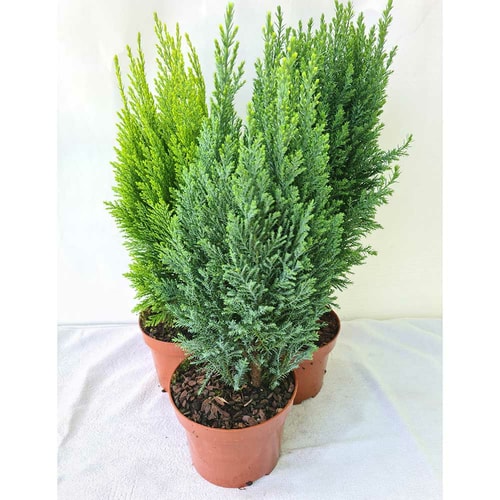 Sadnica conifera Ø13, 40 cm