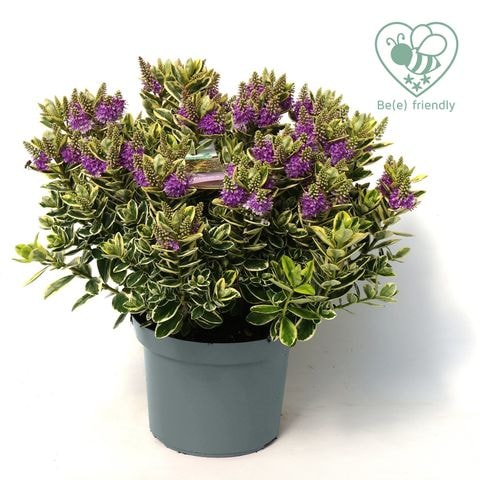 Sadnica hebe Ø11, 25 cm