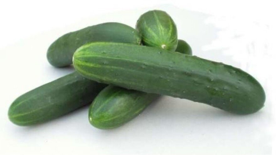 Krastavac salatni kom