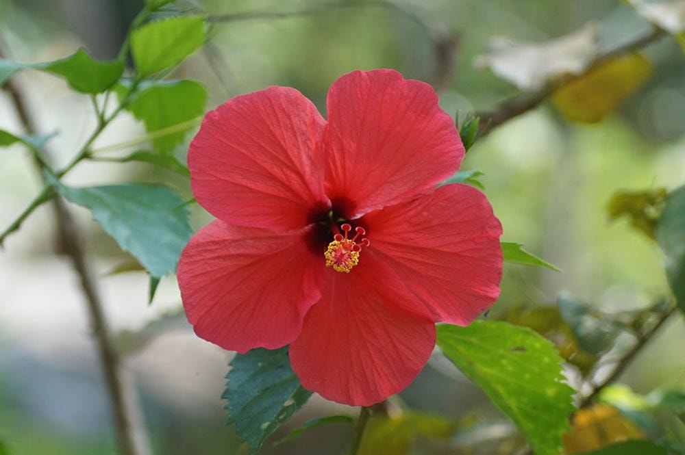 Tropski hibiskus