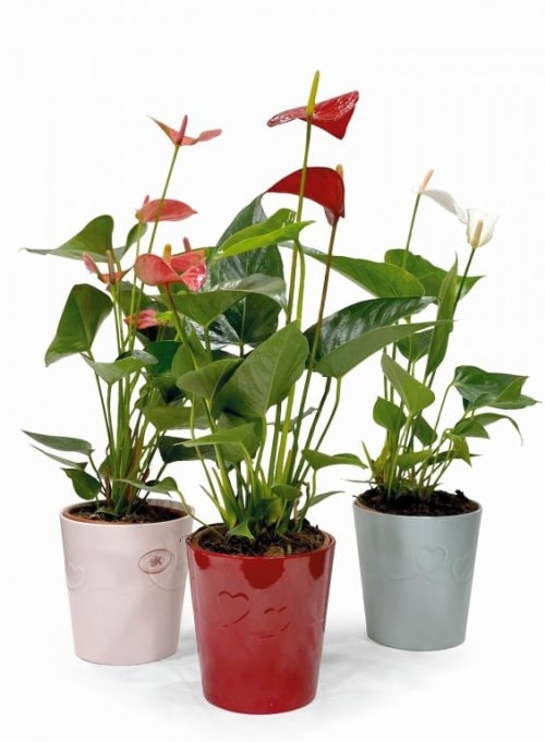 Anthurium