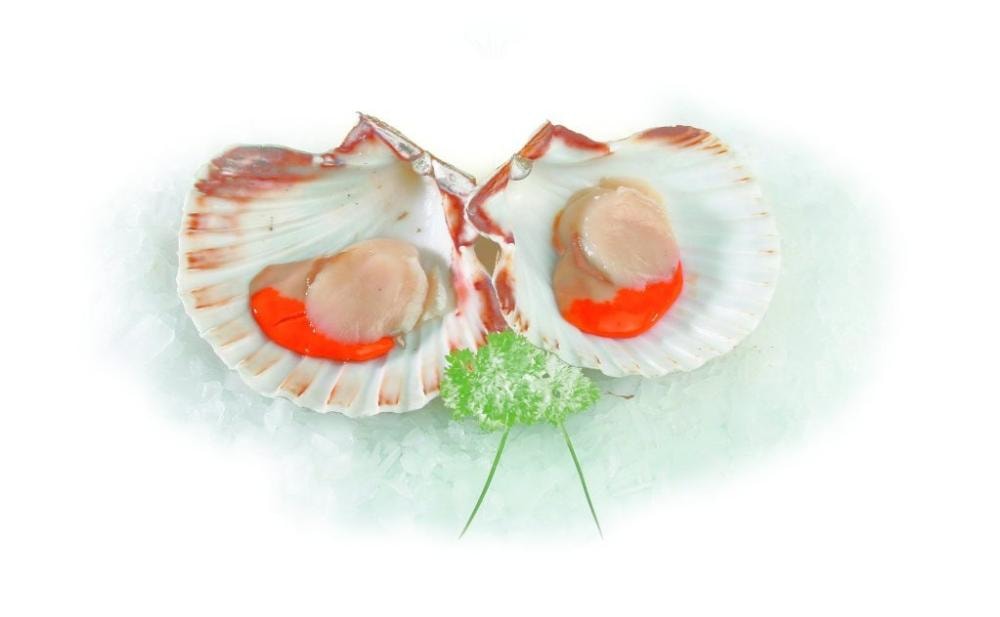 Jakobove kapice 1 kg