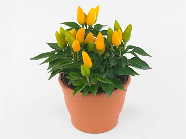 Capsicum ornamenties u tegll, 10,5cm, kom