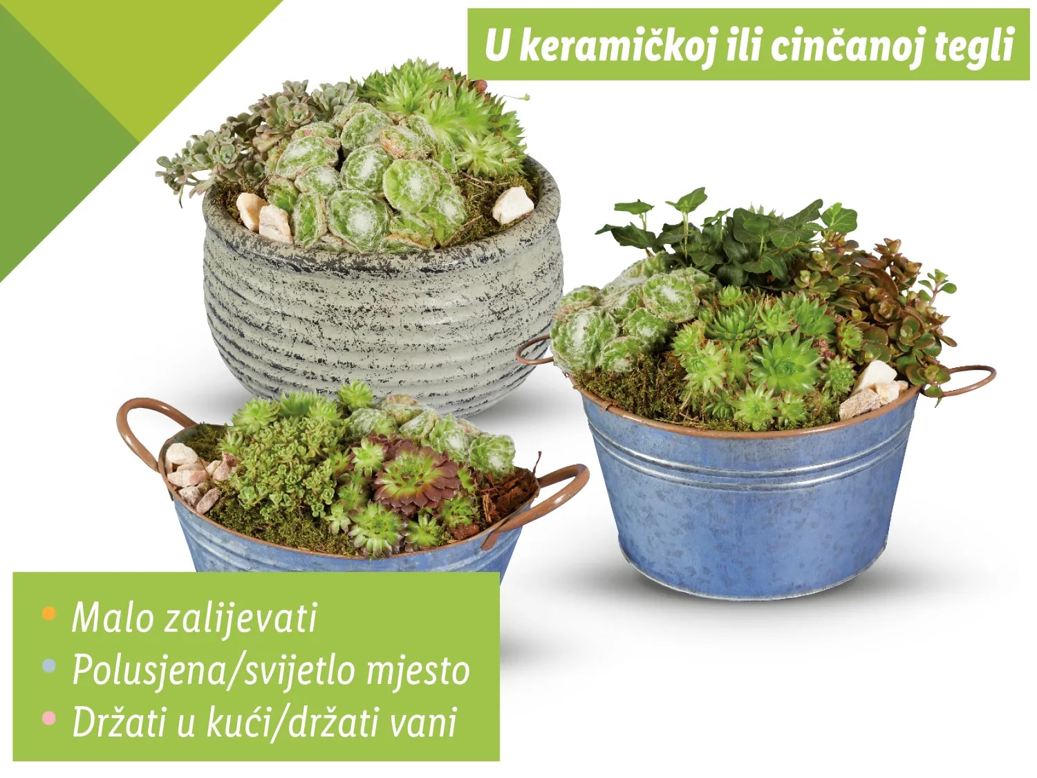 Sempervivum aranžman