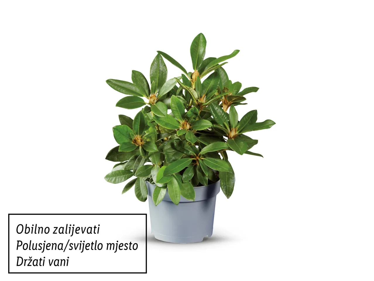 Rododendron Komad