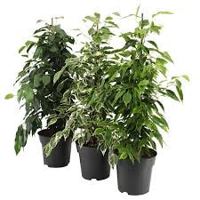 Ficus benjamin royal