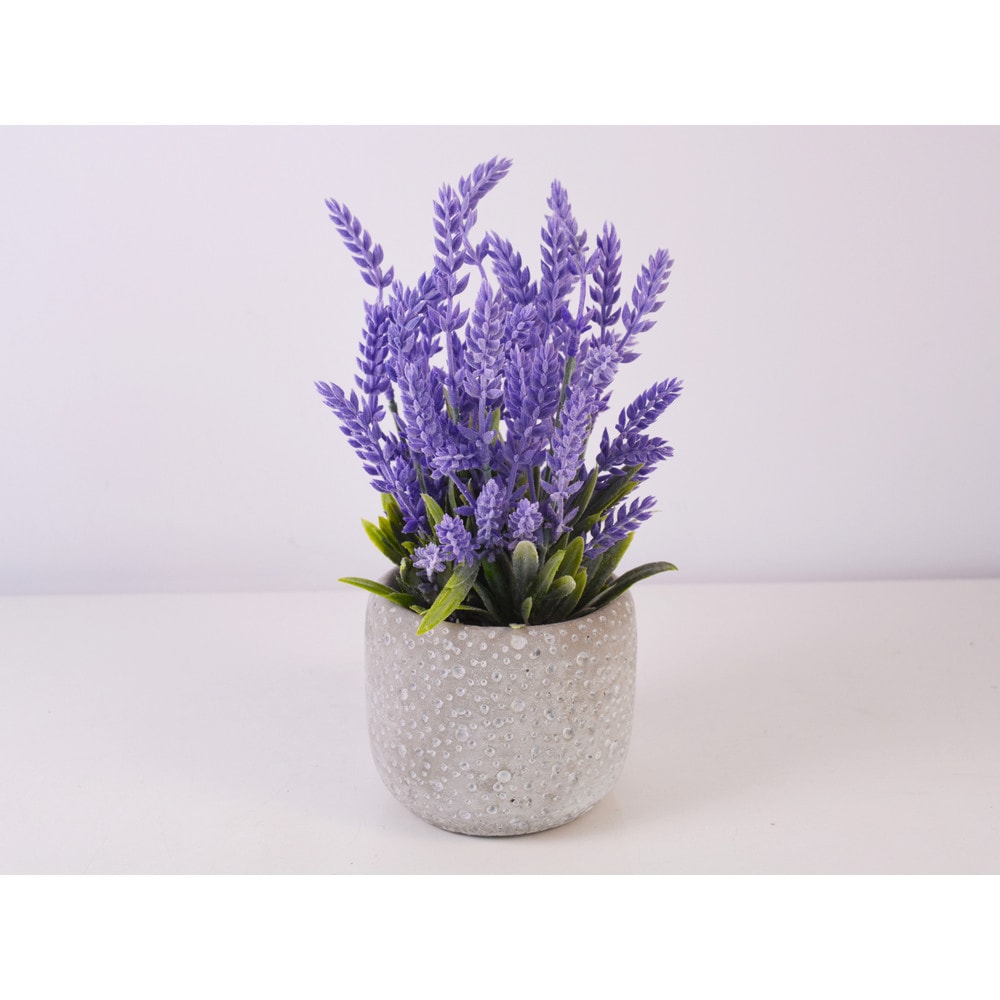 Lavanda u posudi 1 kom