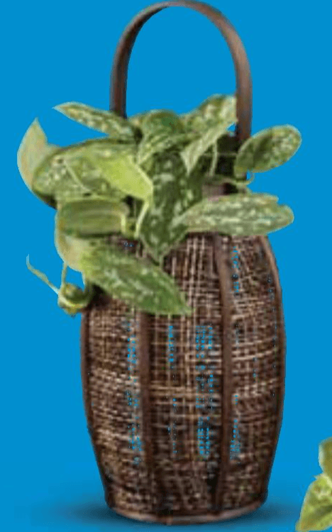 Scindapsus 1 komad