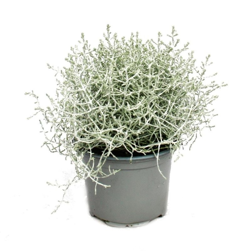 Mulenbekija i kalocefalus mix Ø 11 cm, visina 15 cm