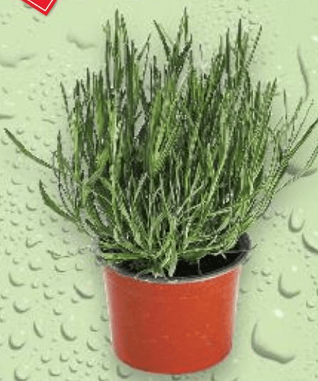 Lavanda komad