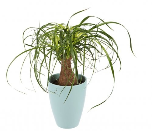 Beaucarnea - slonova noga komad