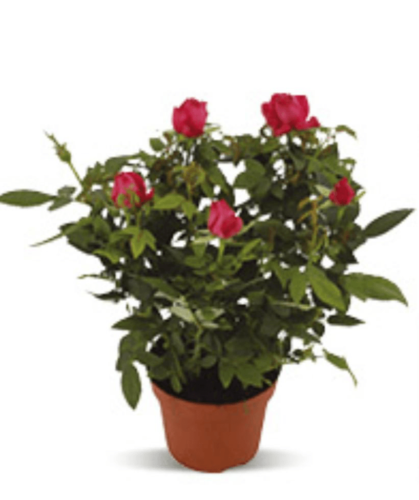 Rosa 1 kom
