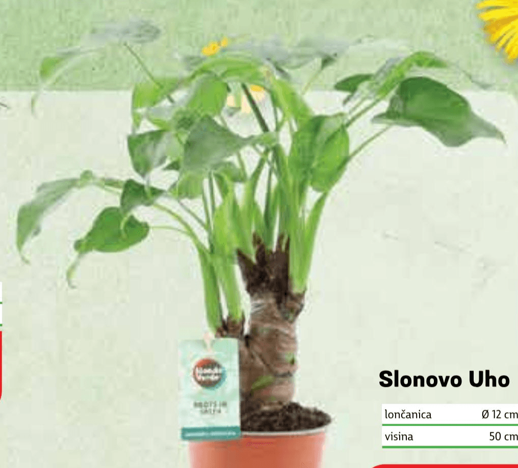 Slonovo uho Ø 12 cm, visina 50 cm
